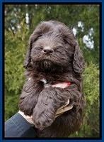 Caymen solo pups 6 wks old 21