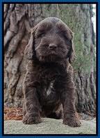 Caymen solo pups 6 wks old 31