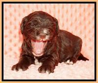 Caymen Solo pups 3 wks old 11122