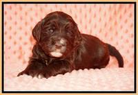 Caymen Solo pups 3 wks old 13122