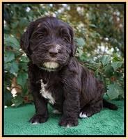 Caymen Solo pups 4 wks old 241