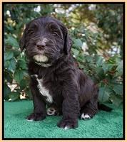 Caymen Solo pups 4 wks old 261