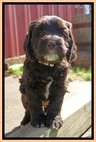 Caymen Solo pups 7 wks old381