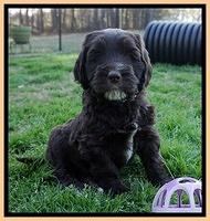 Caymen Solo pups 7 wks old391