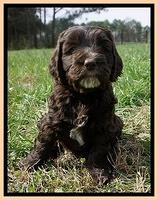 Caymen Solo pups 7 wks old411