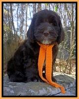 Caymen Solo pups 8 wks old 161