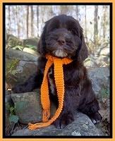 Caymen Solo pups 8 wks old 171