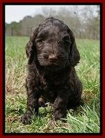 Caymen Solo pups 7 wks old81