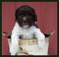 Caymen Solo pups 5 wks old 71