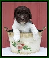 Caymen Solo pups 5 wks old 81