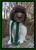Caymen Solo pups 8 wks old 311