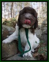 Caymen Solo pups 8 wks old 331