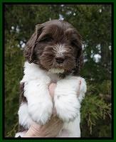 Caymen solo pups 6 wks old 101