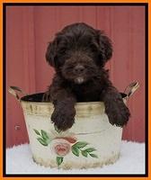 Caymen Solo pups 5 wks old 111