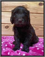 Caymen solo pups 6 wks old 211