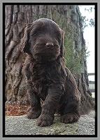 Caymen solo pups 6 wks old 221