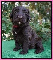 Caymen Solo pups 4 wks old 171