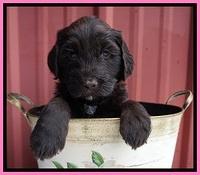 Caymen Solo pups 5 wks old 181