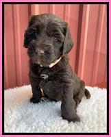 Caymen Solo pups 5 wks old 191