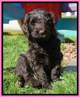 Caymen Solo pups 7 wks old231