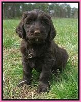 Caymen Solo pups 7 wks old241