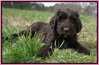 Caymen Solo pups 7 wks old251