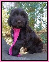 Caymen Solo pups 8 wks old 81
