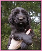 Caymen solo pups 6 wks old 231