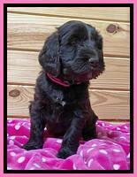 Caymen solo pups 6 wks old 251