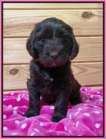 Caymen solo pups 6 wks old 261