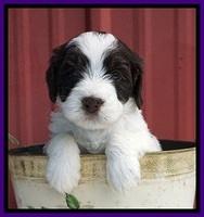 Caymen Solo pups 5 wks old 201