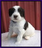 Caymen Solo pups 5 wks old 211