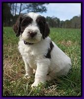 Caymen Solo pups 7 wks old281