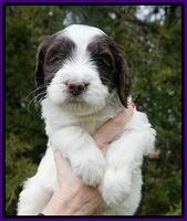 Caymen solo pups 6 wks old 281
