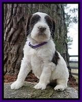 Caymen solo pups 6 wks old 301