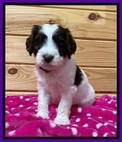 Caymen solo pups 6 wks old 321