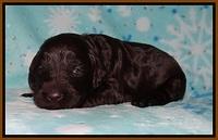 Cayman Solo pups 2 wk old 151