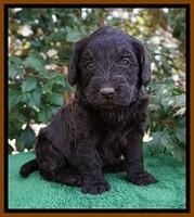 Caymen Solo pups 4 wks old 301