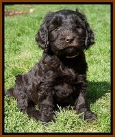 Caymen Solo pups 7 wks old511