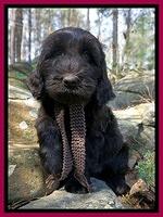 Caymen Solo pups 8 wks old 241