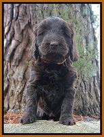 Caymen solo pups 6 wks old 521