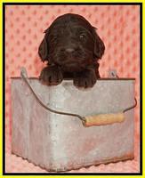 Caymen Solo pups 3 wks old 15122