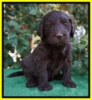 Caymen Solo pups 4 wks old 291