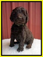 Caymen Solo pups 5 wks old 271