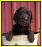 Caymen Solo pups 5 wks old 281