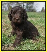 Caymen Solo pups 7 wks old421