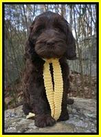 Caymen Solo pups 8 wks old 371