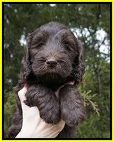 Caymen solo pups 6 wks old 421