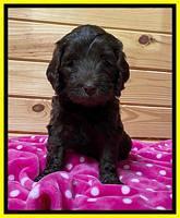 Caymen solo pups 6 wks old 431