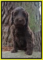 Caymen solo pups 6 wks old 441